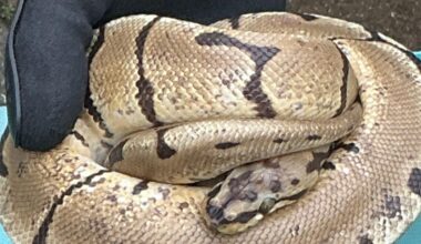 Königspython im Badezimmer: Feuerwehr-Einsatz in Castrop-Rauxel