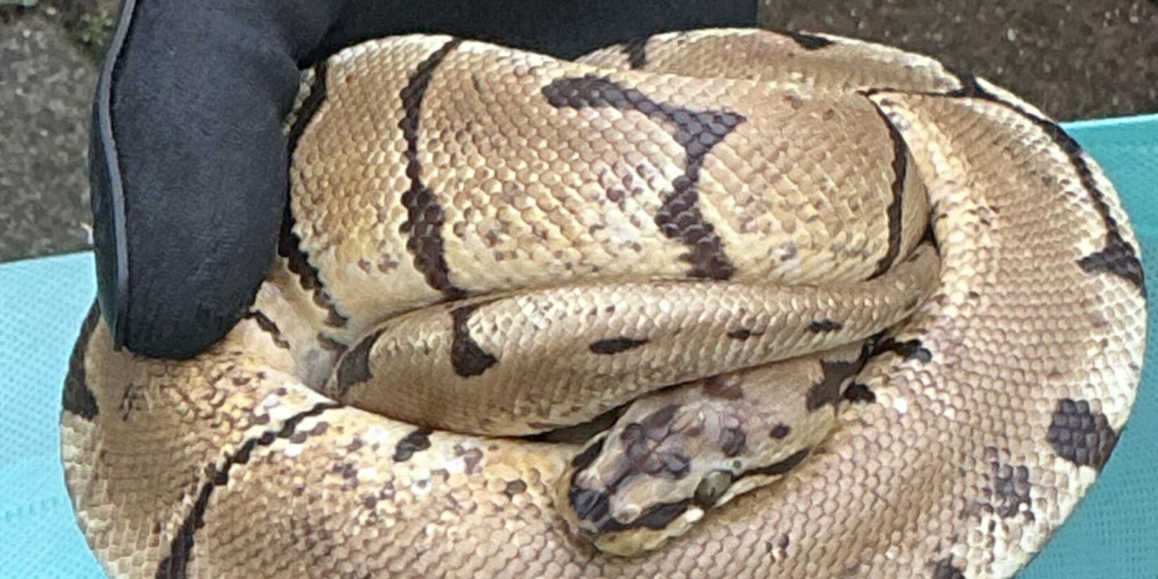 Königspython im Badezimmer: Feuerwehr-Einsatz in Castrop-Rauxel
