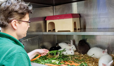 Fundtiere Oer-Erkenschwick: Tierheim Castrop-Rauxel zuständig