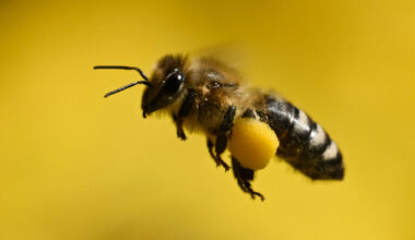 Gelsenwasser spendet Summe für Bienen-AG an Schule