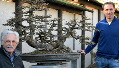 Bei Ingo und Wolfgang Klemend dreht sich alles um Bonsais