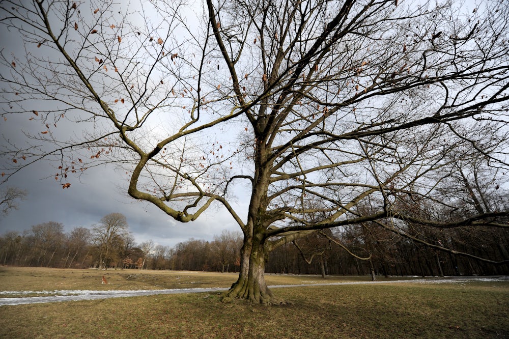 Viele Hundebesitzer zieht es zum Gassigang in den ruhigeren nördlichen Teil des Englischen Gartens.
