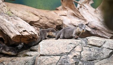 Zoo Dresden, Leipzig, Chemnitz: Investitionen und Ticketpreise 2026