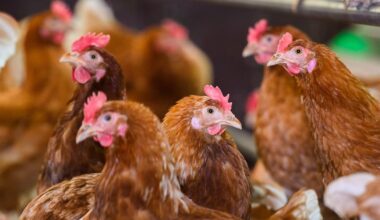 Stadt Leipzig rät Geflügelhaltern dringend zur Stallpflicht