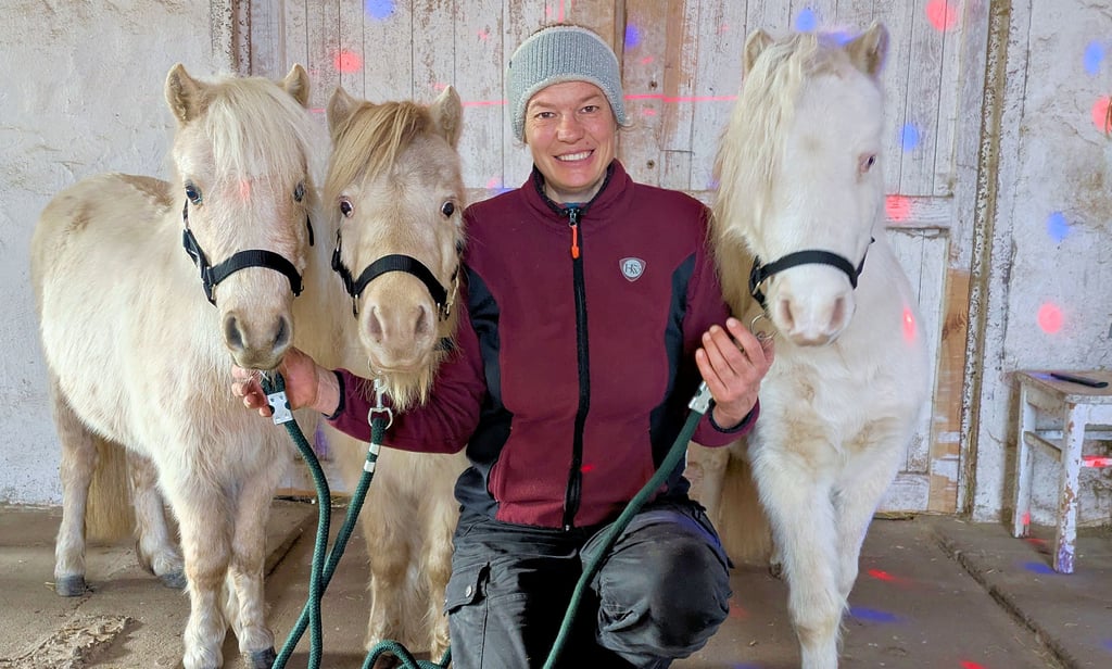 Discolicht im Pferdestall: Christina Dietmann mit ihren niedlichen Miniaturpferden (von links): Famina, Flora und Magic.