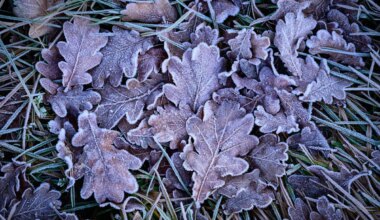 Wetter - Frost in Berlin und Brandenburg - Panorama