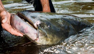 Tierisches 2025 - Von Wels-Alarm bis verschlucktem Ehering