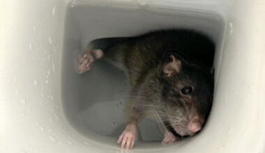 Behörden warnen: Rattenplage! Nager kriechen aus den Toiletten | News