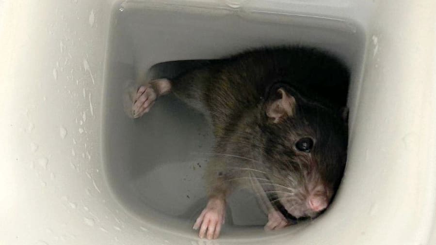 Behörden warnen: Rattenplage! Nager kriechen aus den Toiletten | News