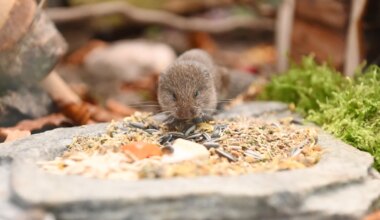 Tierpark Hellabrunn in München: „Geheimnisvollste“ Wühlmäuse Europas bekommen Junges - München