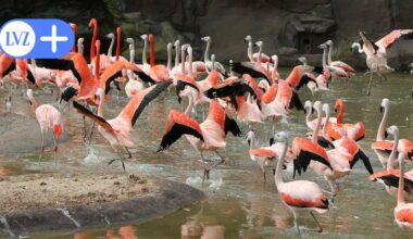 Vogelgrippe im Leipziger Zoo - das geschieht jetzt hinter den Kulissen