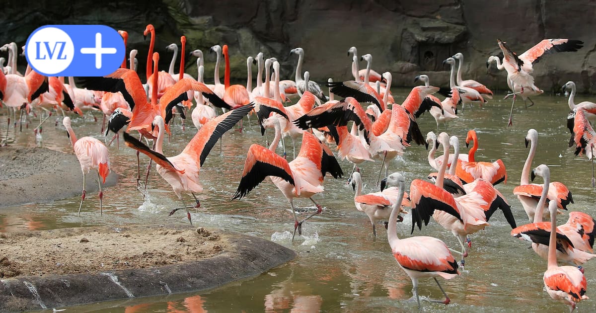 Vogelgrippe im Leipziger Zoo - das geschieht jetzt hinter den Kulissen