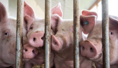 Berlin & Brandenburg: Schweinebestand in Brandenburg erreicht Dreijahreshoch