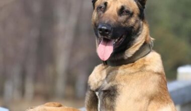 POL-DU: Marxloh: Rauschgiftspürhund findet Drogen im Pkw