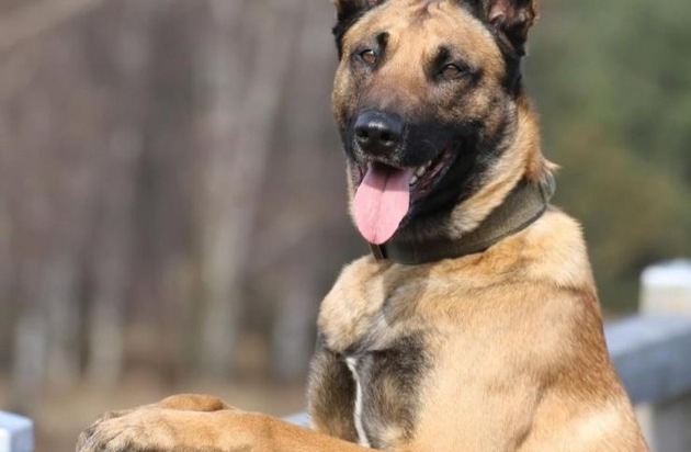 POL-DU: Marxloh: Rauschgiftspürhund findet Drogen im Pkw