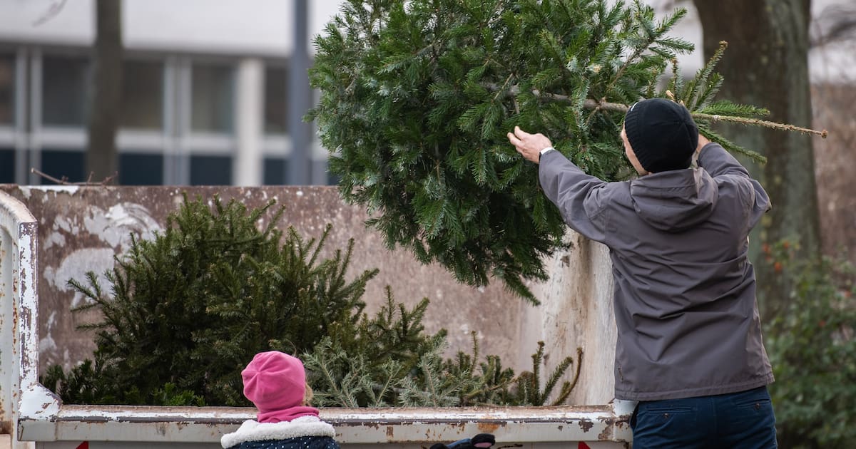 Kostenlos Weihnachtsbäume entsorgen in Dresden: Hier geht das