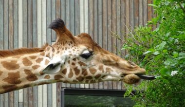 Karakal Hans Fineart