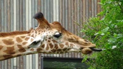 Giraffe