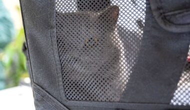 Berlin & Brandenburg: Tierheim nimmt 28 ausgesetzte Haustiere auf