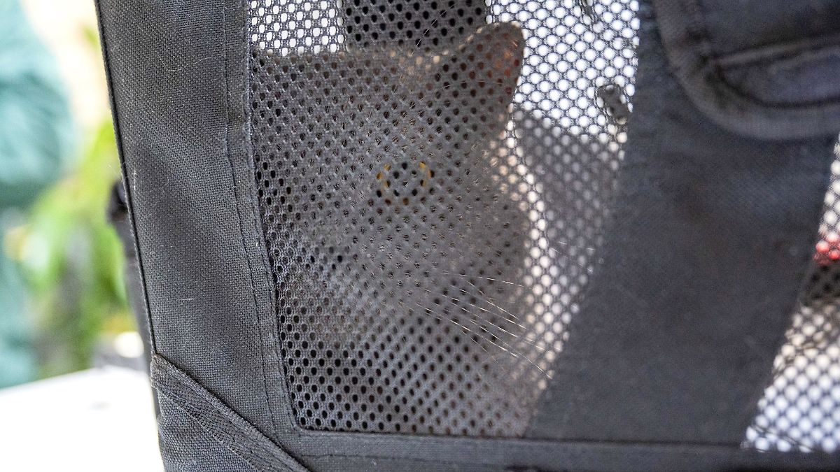 Berlin & Brandenburg: Tierheim nimmt 28 ausgesetzte Haustiere auf