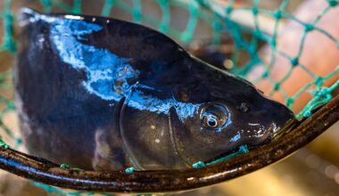 Berlin & Brandenburg: Ansturm auf Brandenburger Fischtheken beginnt