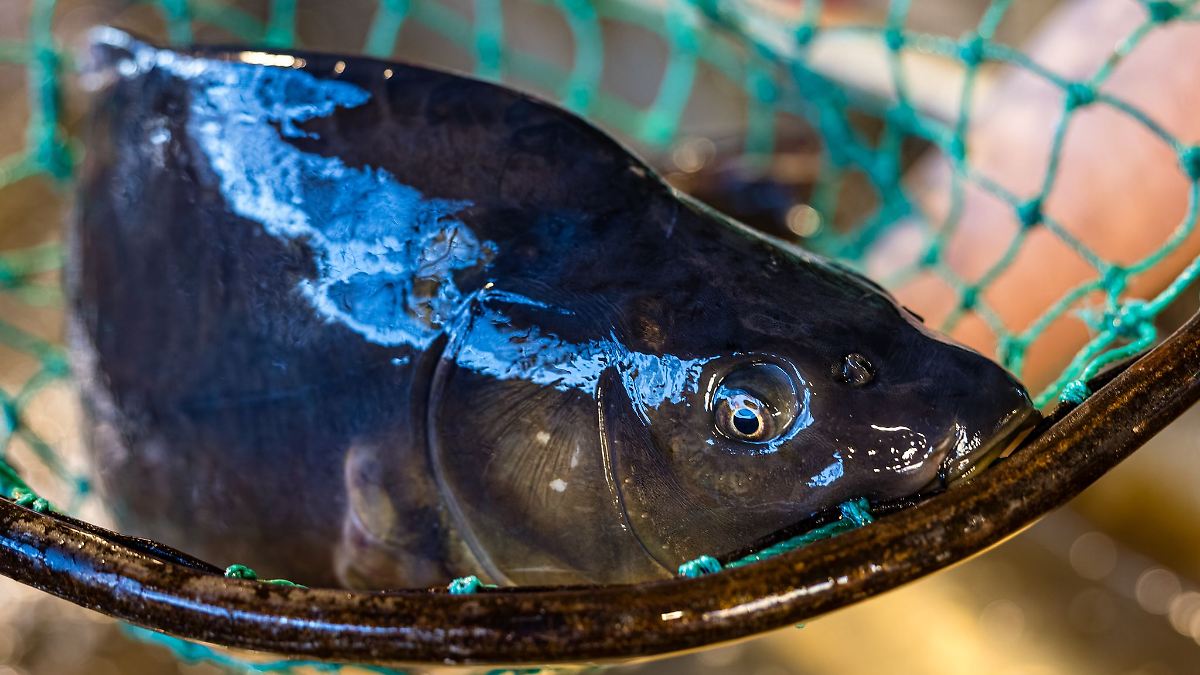 Berlin & Brandenburg: Ansturm auf Brandenburger Fischtheken beginnt