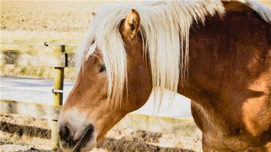 Die Feuerwehr muss in Hamburg-Niendorf ein Pferd aus einer Futterstelle befreien. Doch die Hilfe kommt zu spät (Symbolbild).