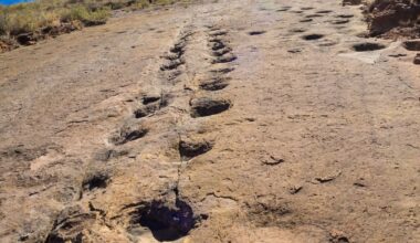 Dinosaurierspuren: Größte Ansammlung weltweit in Bolivien entdeckt