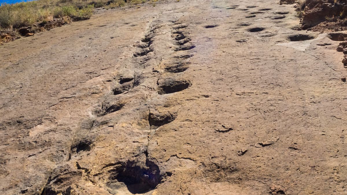 Dinosaurierspuren: Größte Ansammlung weltweit in Bolivien entdeckt