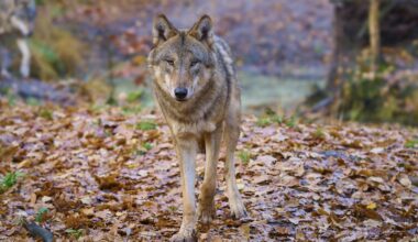 Wölfe breiten sich in Deutschland aus: Wie lange geht das gut?