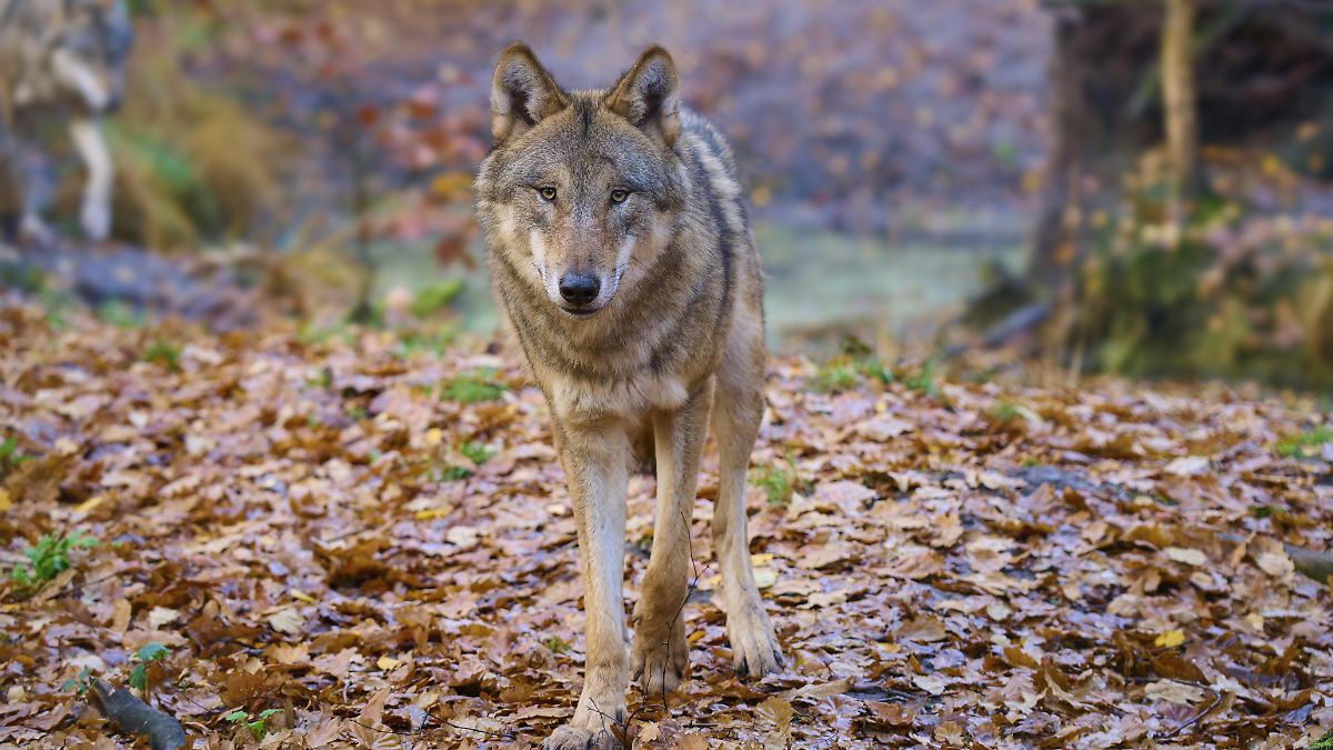 Wölfe breiten sich in Deutschland aus: Wie lange geht das gut?