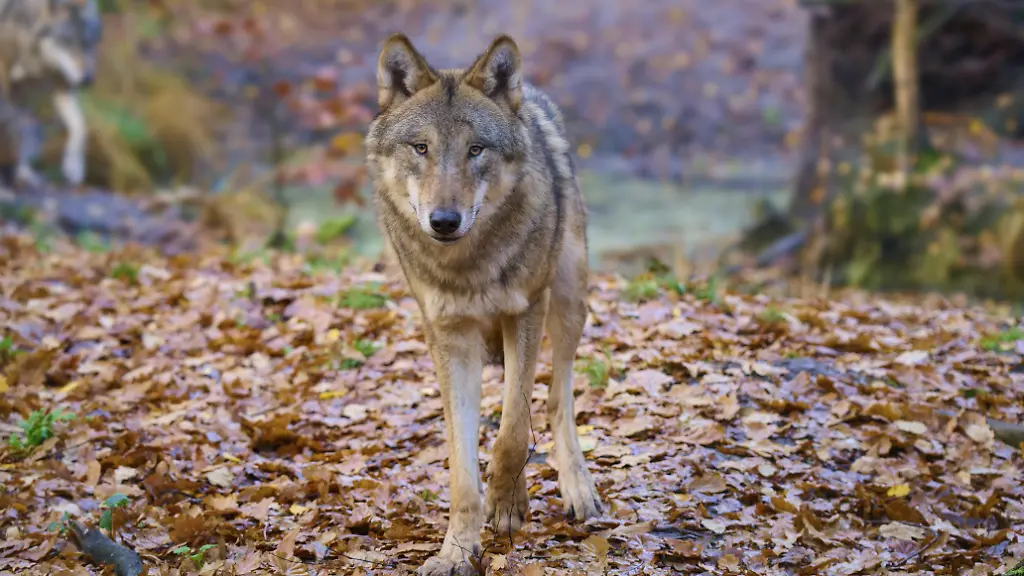 Ein-Wolf-geht-vorsichtig-durch-das-Laub-im-Wald-Die-Bundesregierung-will-den-Abschuss-von-Problemwoelfen-erleichtern