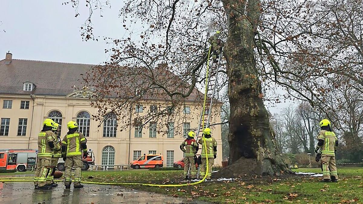 Berlin & Brandenburg: Polizei ermittelt nach Brand an historischem Baum