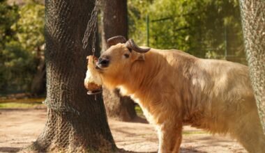 Karakal Hans Fineart