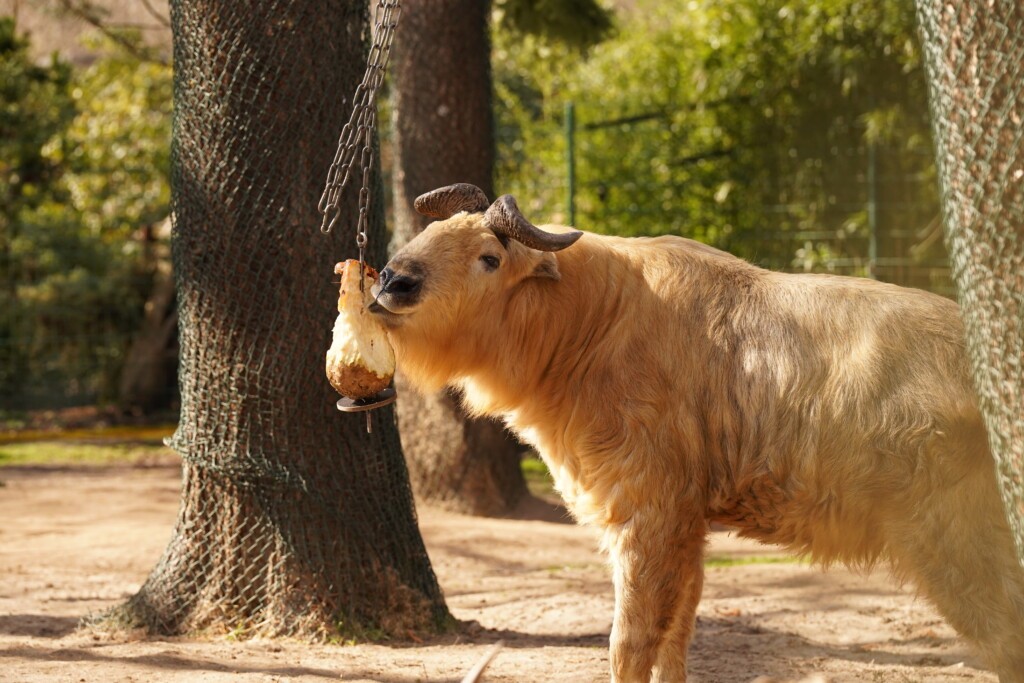 Karakal Hans Fineart