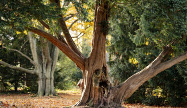 Hamburg ist „European City of the Trees“ – mehr Baumschutz für Eimsbüttel