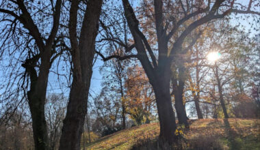 Hügel im Park, Bäume, Sonnenlicht und blauer Himmel.