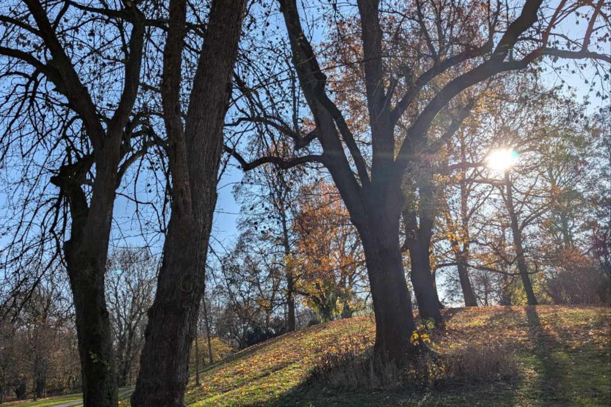 Hügel im Park, Bäume, Sonnenlicht und blauer Himmel.