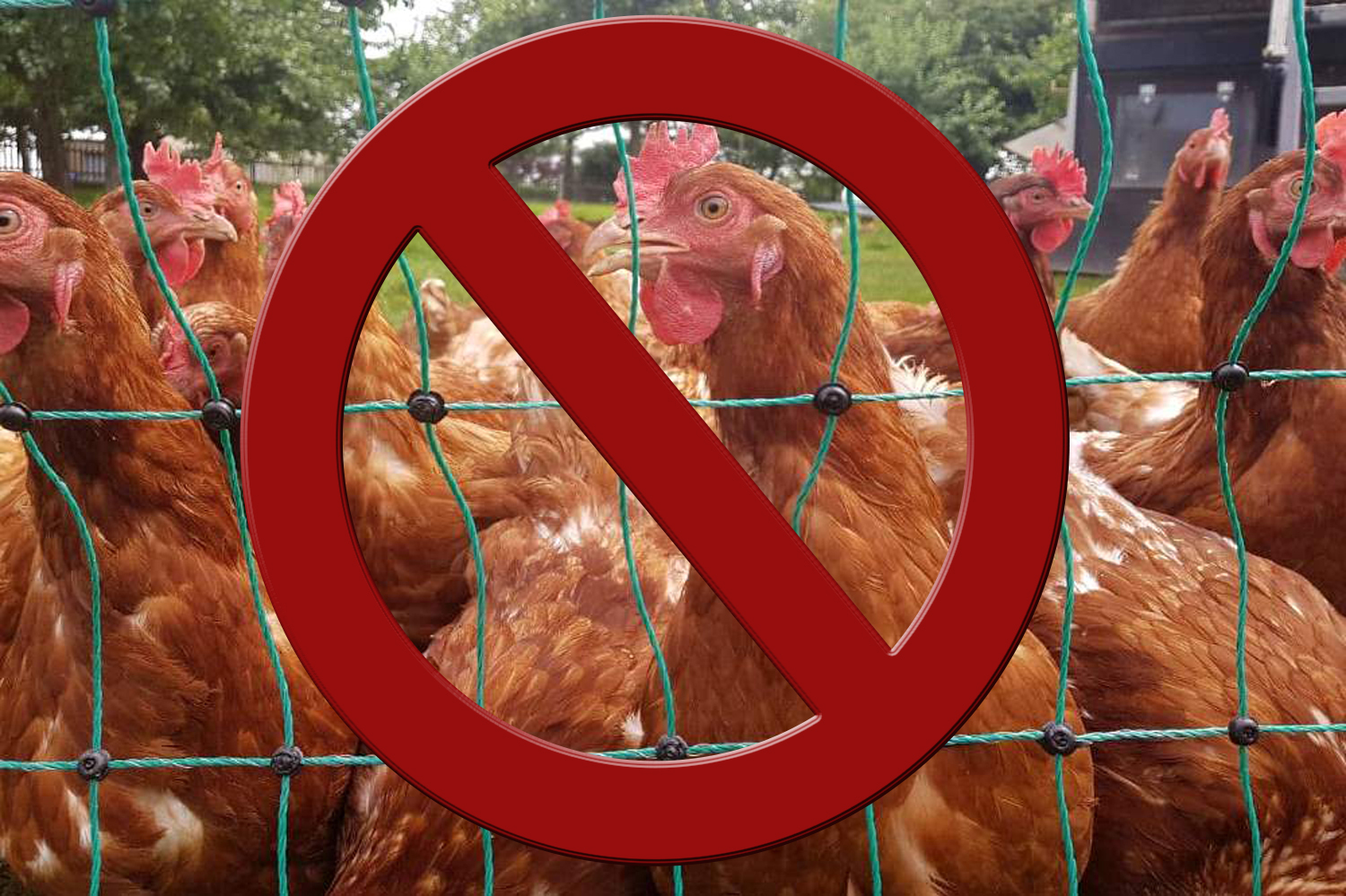 Geflügelpest in Sachsen, Social Media-Verbot für Jugendliche, RB Leipzig mit neuer Chefin · Leipziger Zeitung