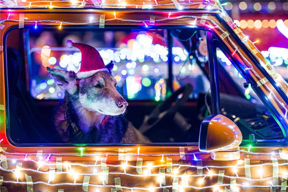 Hund Damon macht auch mit beim „Twinkle Light Cruise“. Moritz Frankenberg/dpa