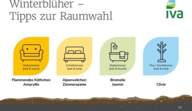 Zimmerpflanzen im Winter: So bringen Winterblüher Farbe in jeden Raum