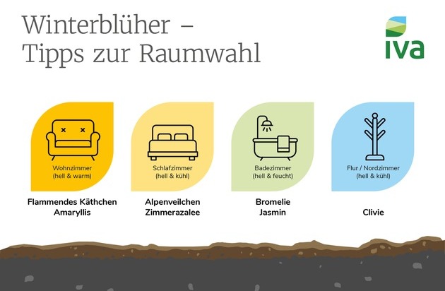 Zimmerpflanzen im Winter: So bringen Winterblüher Farbe in jeden Raum