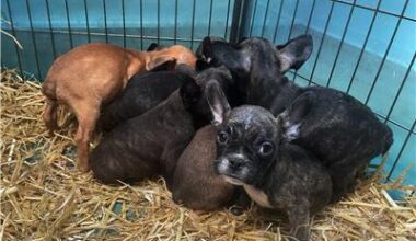 Illegaler Welpenhandel boomt im Advent