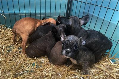 Illegaler Welpenhandel boomt im Advent