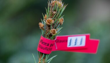 Berlin & Brandenburg: Weihnachtsbäume als begehrtes Diebesgut