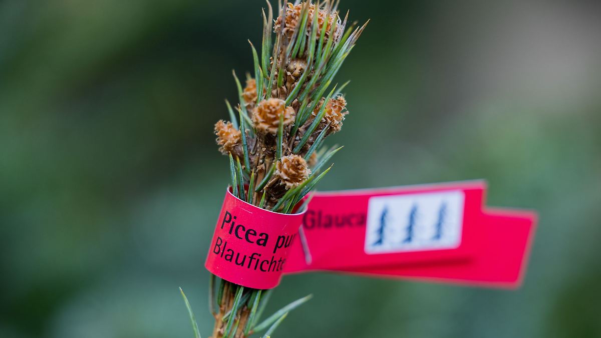 Berlin & Brandenburg: Weihnachtsbäume als begehrtes Diebesgut