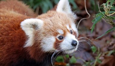 Roter Panda-Nachwuchs hat sich prächtig entwickelt