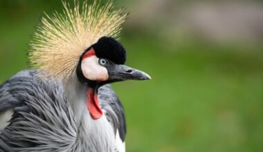 Karakal Hans Fineart