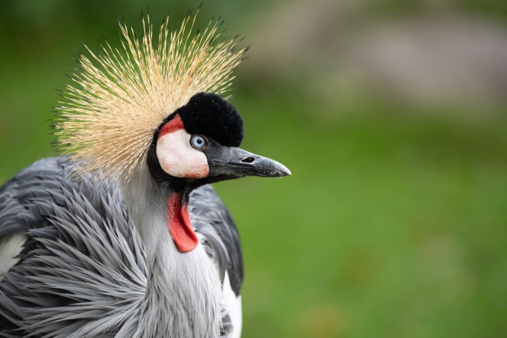 Karakal Hans Fineart