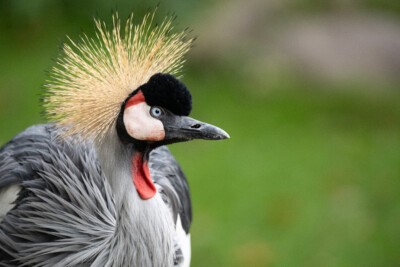 Kronenkranich- Illuminationsdesign